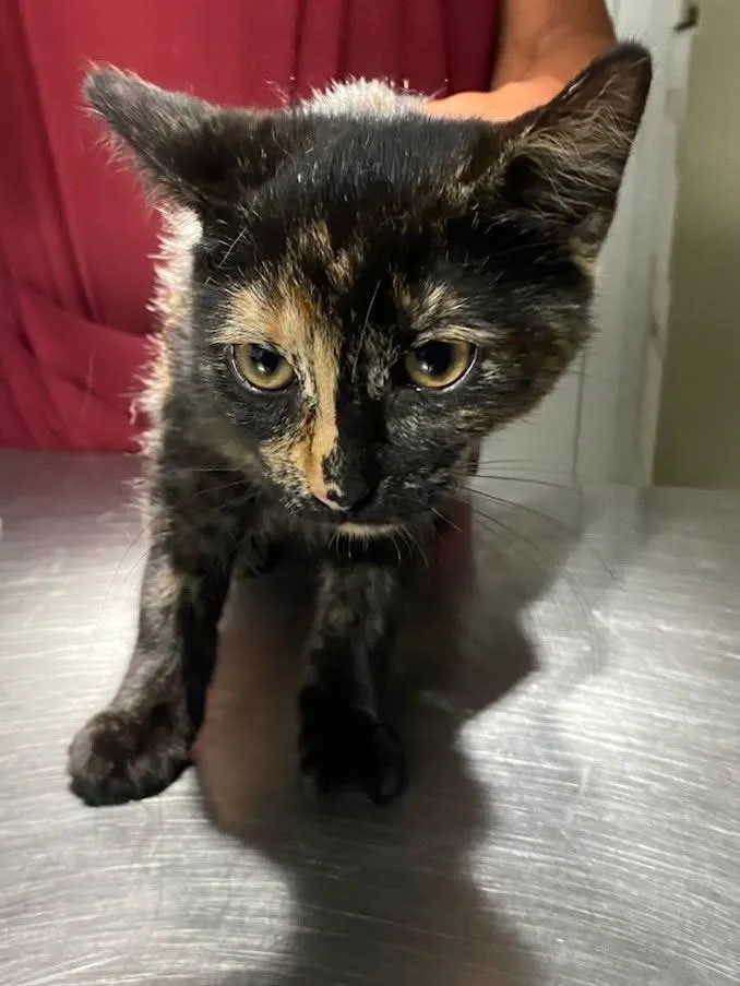 A baby medium-sized female Domestic Short Hair cat named Butter Pecan for adoption in Ewing, NJ