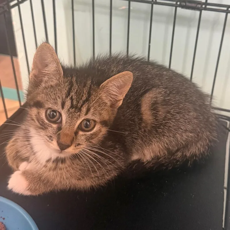 A baby medium-sized male Tabby (Brown / Chocolate) Domestic Short Hair cat named Jacob for adoption in Hudson, NY