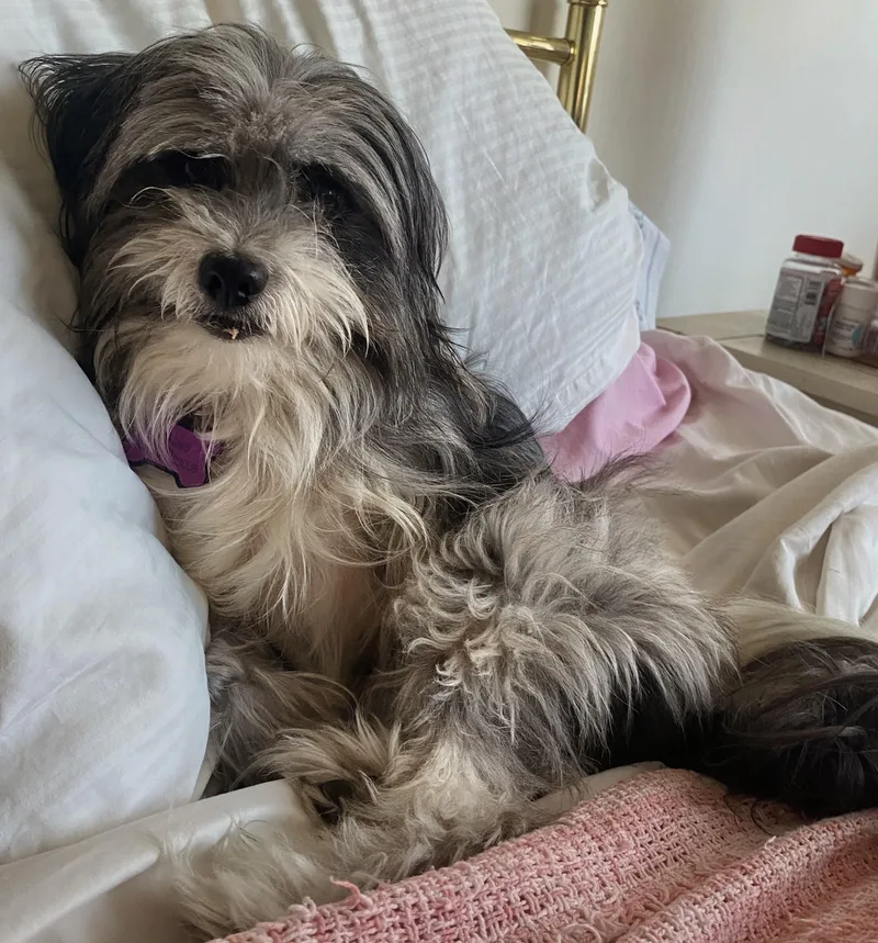 An adult small-sized male Terrier dog named Toto for adoption in Los Angeles, CA