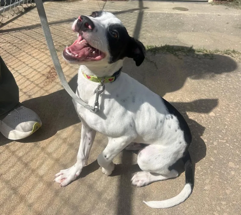 A young small-sized male Harlequin Mixed Breed dog named Sony for adoption in Statesboro, GA