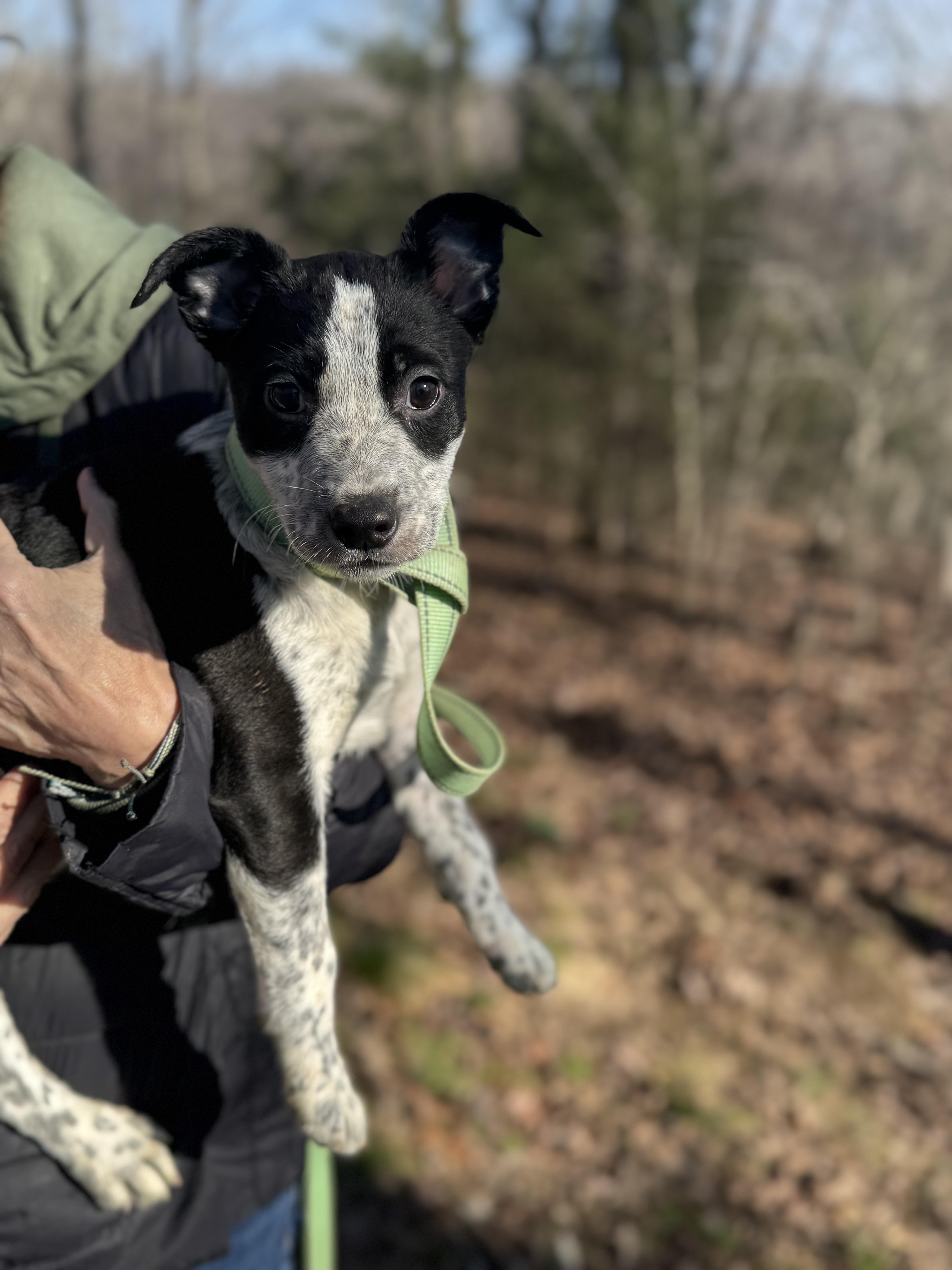 A young medium-sized male Black Labrador Retriever dog named Ryder Transport for adoption in Gradyville, KY