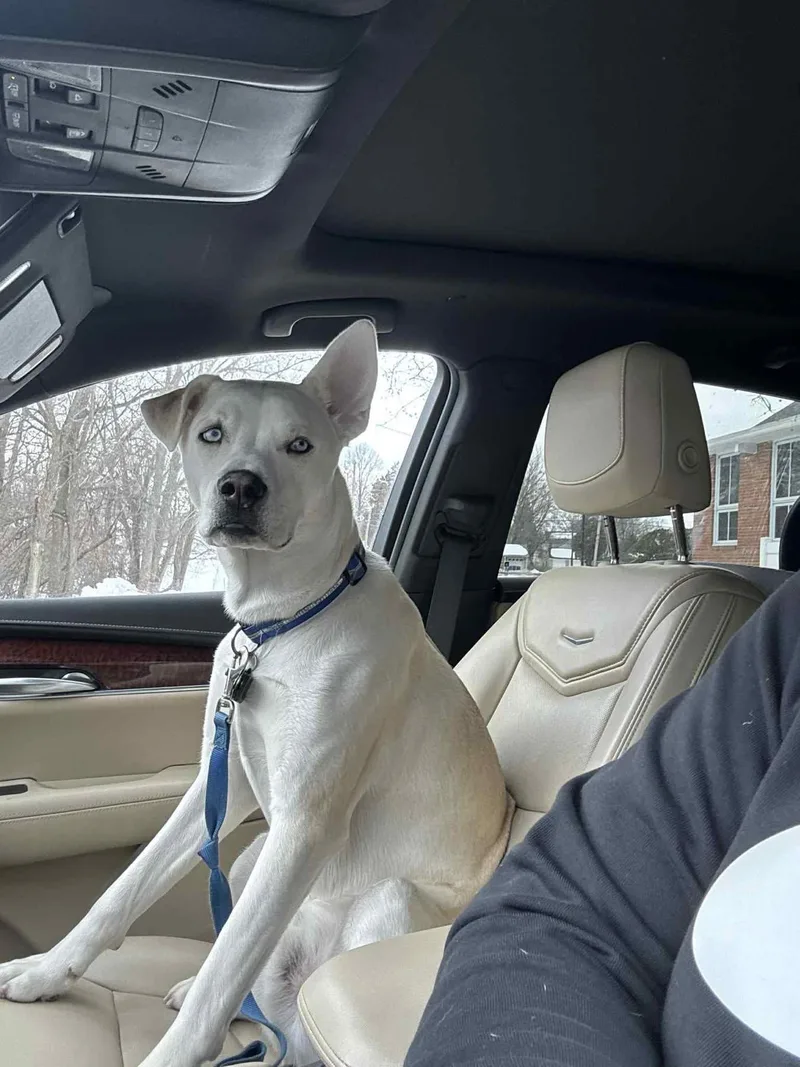 A young medium-sized male White / Cream Husky dog named Atlas for adoption in Avondale, PA