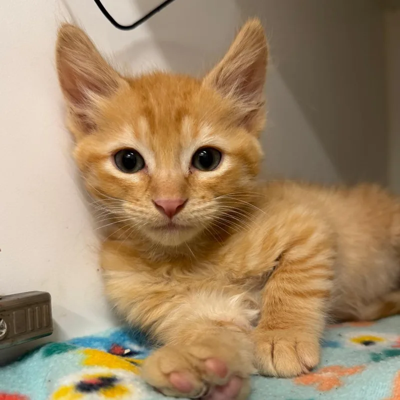 A baby small-sized male Orange / Red Domestic Short Hair cat named Ramsay for adoption in Phoenix, AZ