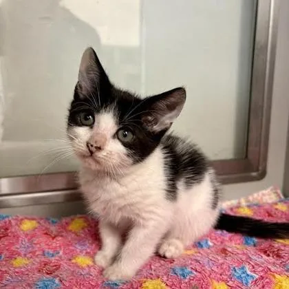 A baby small-sized female Domestic Short Hair cat named Mia for adoption in West Chester, PA