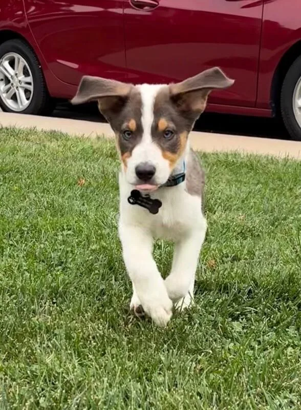 A baby medium-sized male Brown / Chocolate Australian Shepherd dog named Turkey for adoption in Boulder, CO