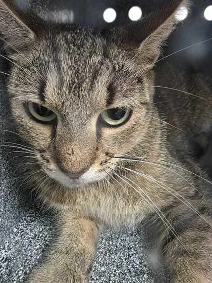 An adult medium-sized female Domestic Short Hair cat named Rampage for adoption in Sevierville, TN