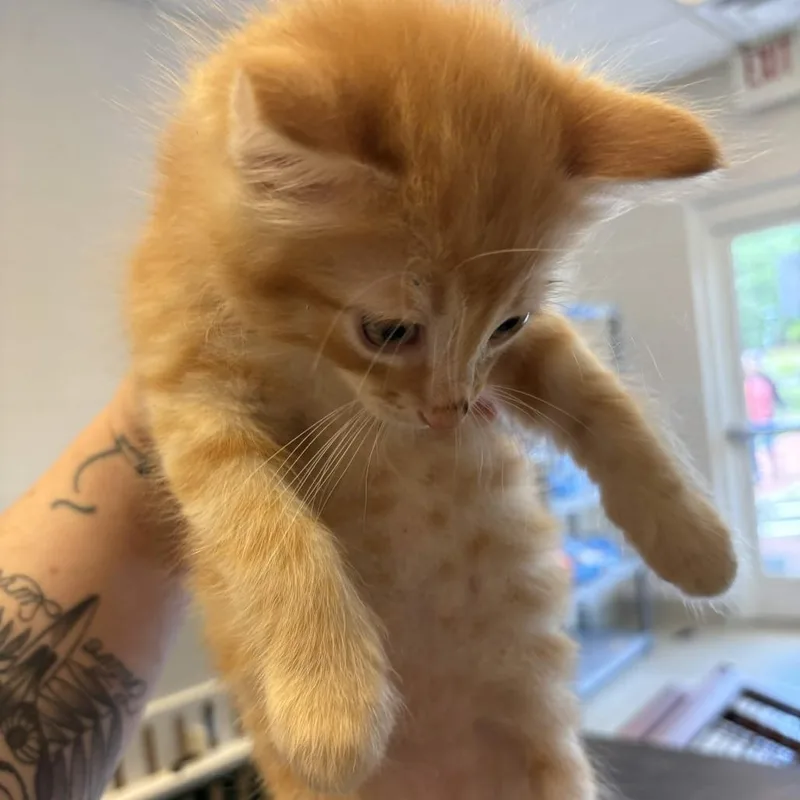 A baby small-sized male Orange / Red Domestic Short Hair cat named Riot for adoption in Gloucester, VA