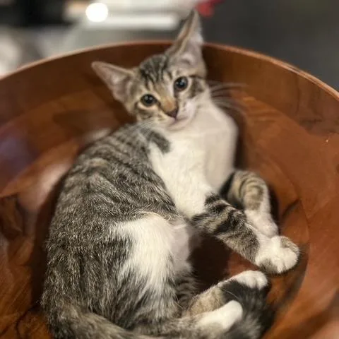 A baby medium-sized female Brown / Chocolate Domestic Short Hair cat named Florida for adoption in Westminster, CA