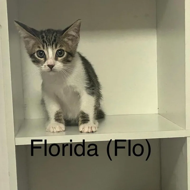 Florida thumbnail 3
