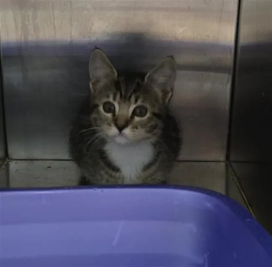 A baby small-sized female Domestic Short Hair cat named Cookie for adoption in Killeen, TX