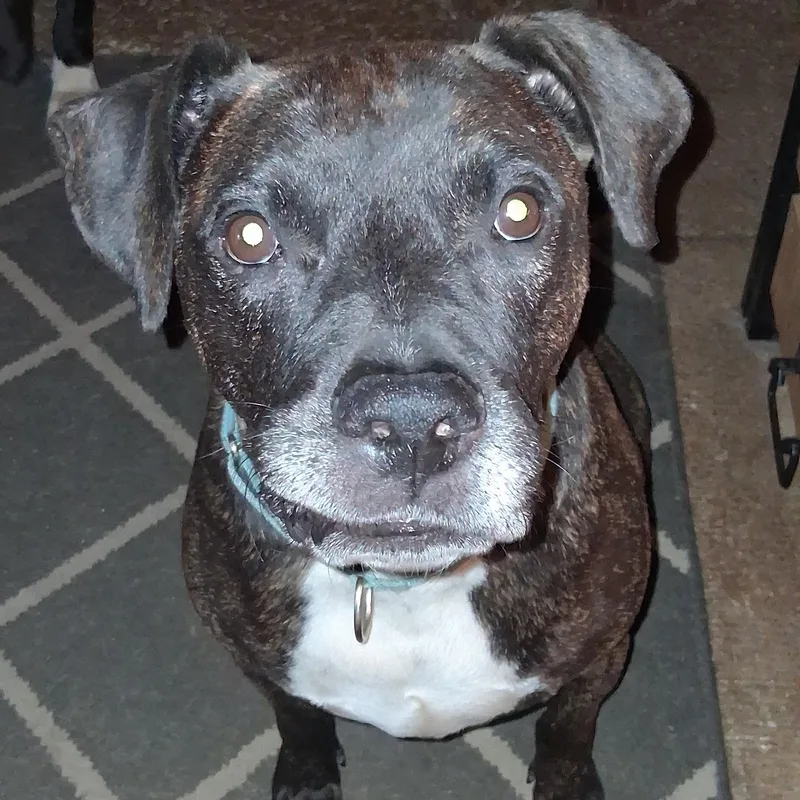 An adult large-sized male Black Labrador Retriever dog named Duncan for adoption in North Jackson, OH