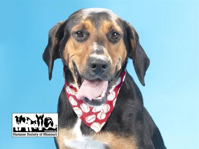 An adult large-sized female Black and Tan Coonhound dog named Zinnia for adoption in St. Louis, MO