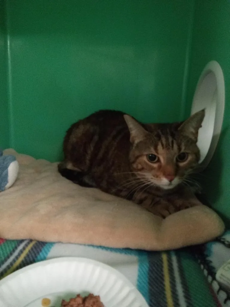An adult large-sized female Domestic Short Hair cat named Zelda for adoption in Utica, MI