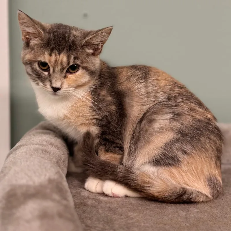A baby small-sized female Gray / Blue / Silver Domestic Short Hair cat named Clover for adoption in Pittsford, VT