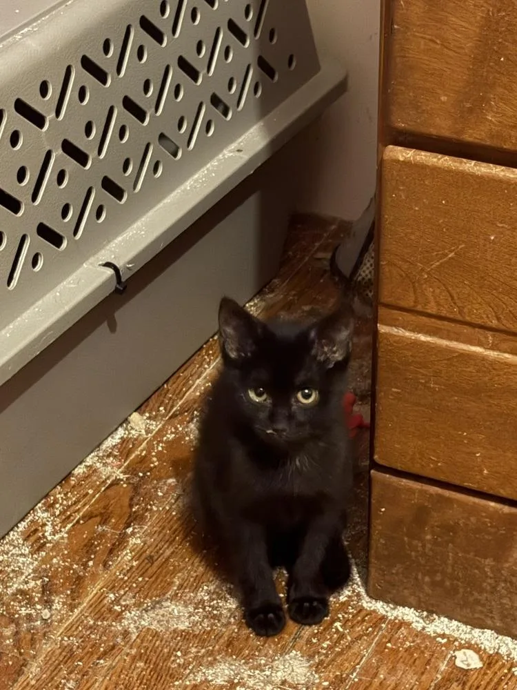A baby small-sized male Black Domestic Short Hair cat named Firefly P. for adoption in Peoria, IL
