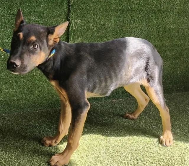 A baby small-sized female German Shepherd Dog dog named Jollibee for adoption in Lancaster, CA