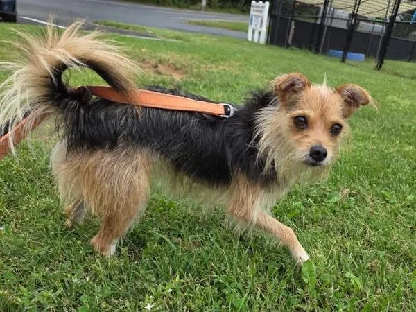 An adult small-sized female Terrier dog named Gigi for adoption in Millersville, MD