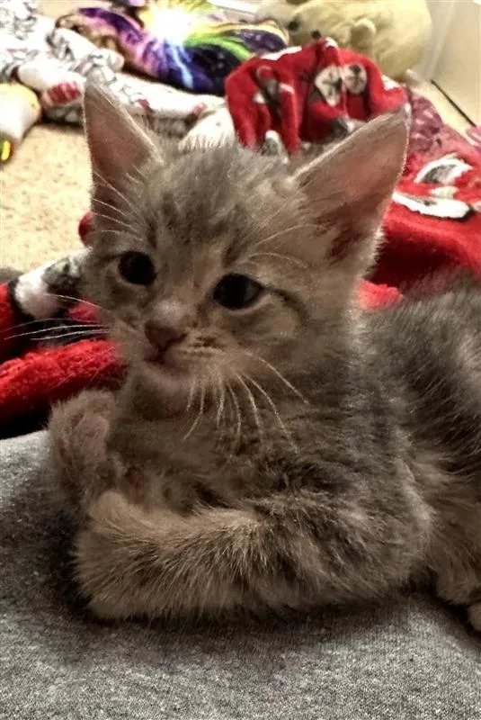 A baby small-sized male Domestic Short Hair cat named Hardy for adoption in Fayetteville, AR