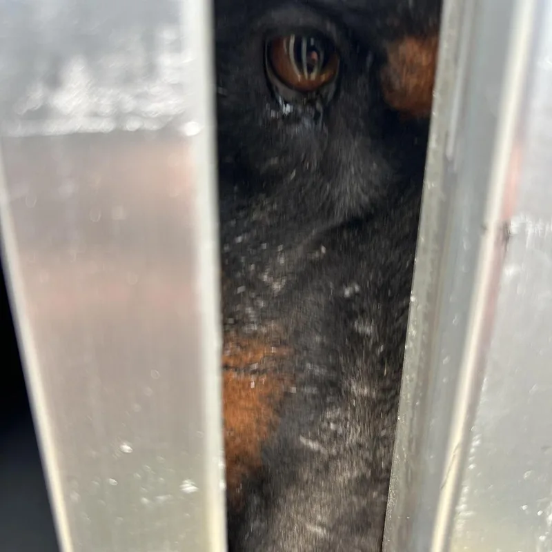 An adult medium-sized male Black Doberman Pinscher dog named Alabama for adoption in Greensboro, NC