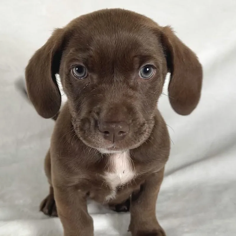 A baby small-sized female Brown / Chocolate Mixed Breed dog named Hattie for adoption in Johnson City, TN