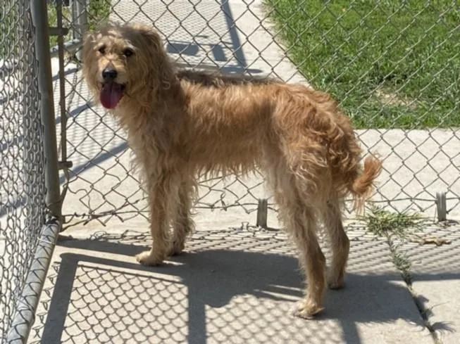 A young medium-sized female Poodle dog named Jazz for adoption in Clinton Township, MI