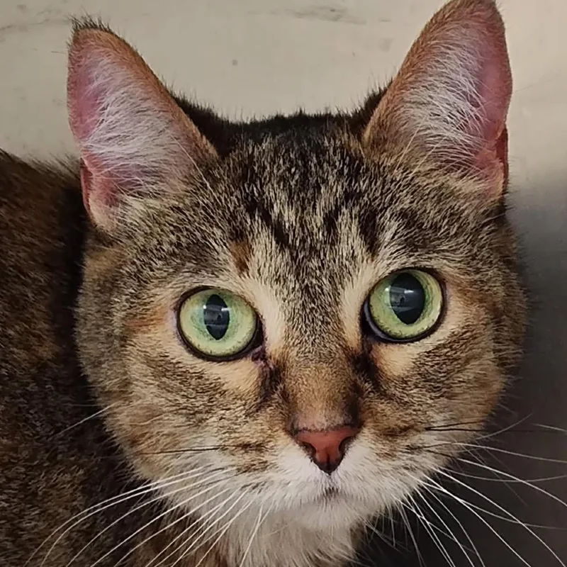 A senior medium-sized female Brown / Chocolate Domestic Short Hair cat named Bailee for adoption in Windsor, VA