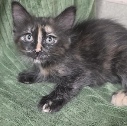 A young small-sized female Domestic Long Hair cat named Kit Kat for adoption in Phoenix, AZ
