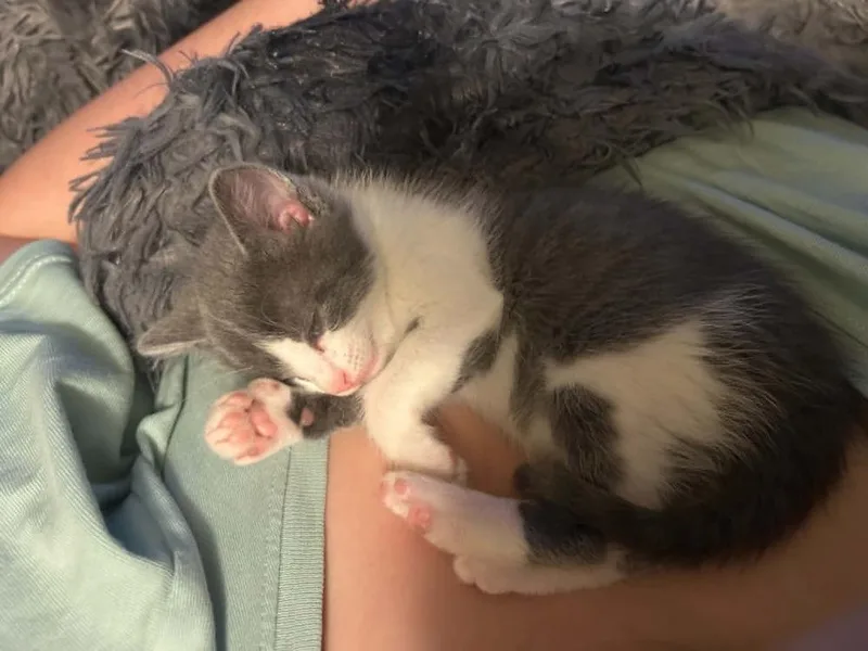 Darwin