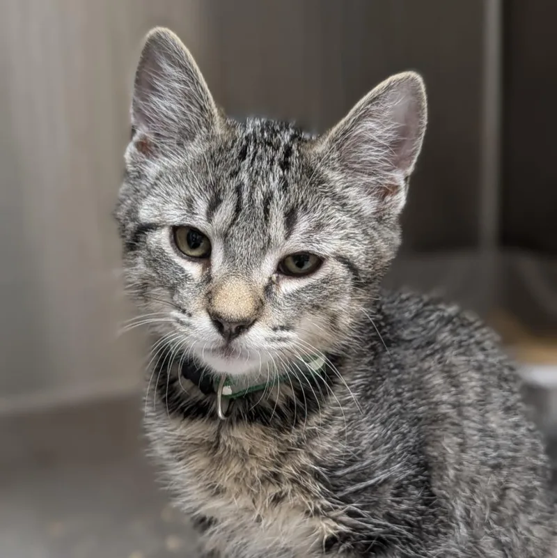 A baby medium-sized male Domestic Short Hair cat named Sweets for adoption in Shoreline, WA