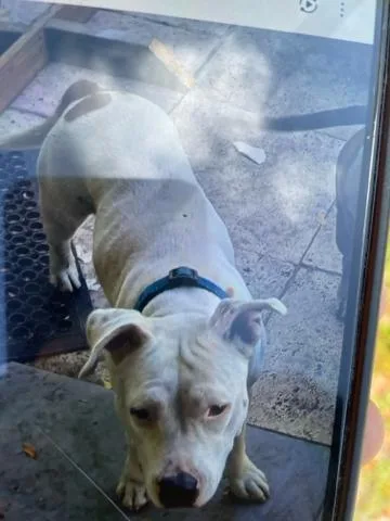 A young large-sized female Mixed Breed dog named Missy for adoption in West Palm Beach, FL