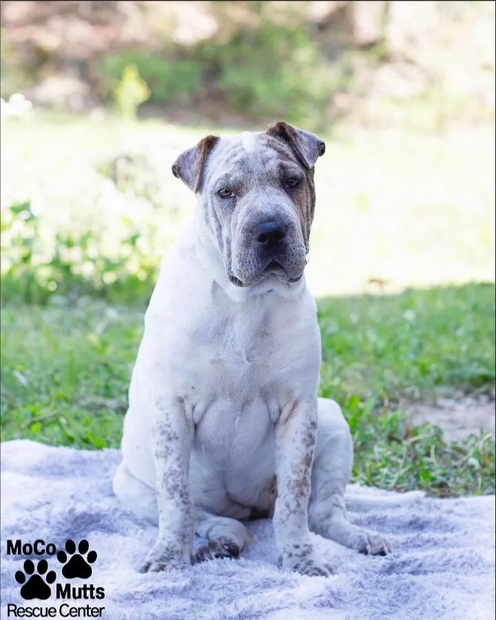 Wrinkles