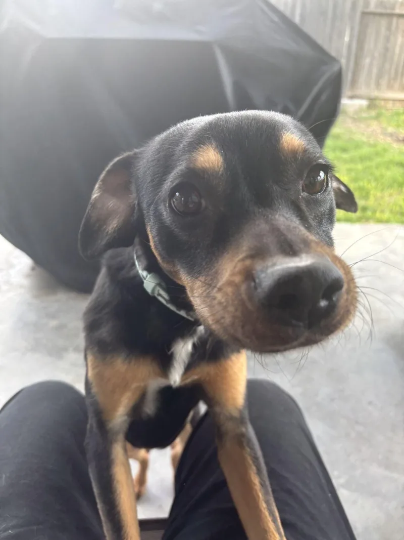 Archie Austin thumbnail 4