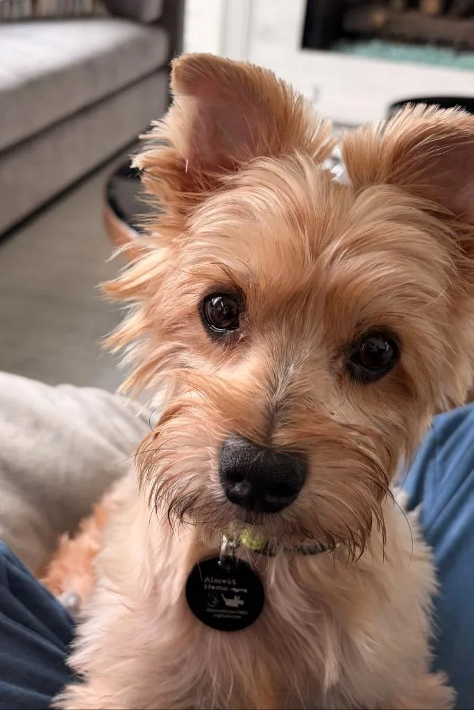 Teddy