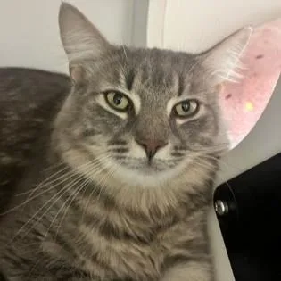 A young medium-sized male Tabby (Gray / Blue / Silver) Domestic Short Hair cat named To for adoption in Phoenixville, PA