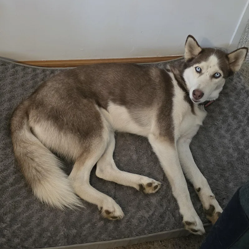 An adult large-sized male Siberian Husky dog named Hunter & Scarlett for adoption in Richboro, PA