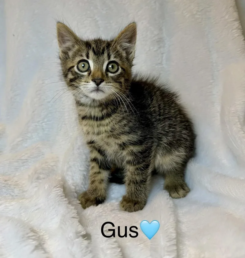 A baby medium-sized female Tabby cat named Gus for adoption in Copley, OH