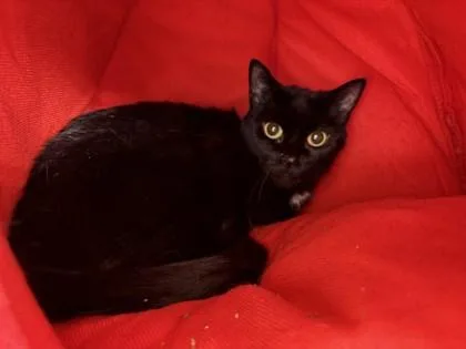 An adult small-sized female Domestic Short Hair cat named Bella for adoption in Virginia Beach, VA