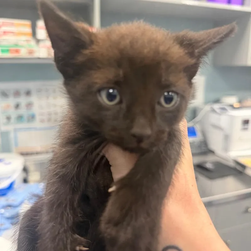 A baby small-sized male Black Domestic Medium Hair cat named Cheerios for adoption in Greensboro, NC
