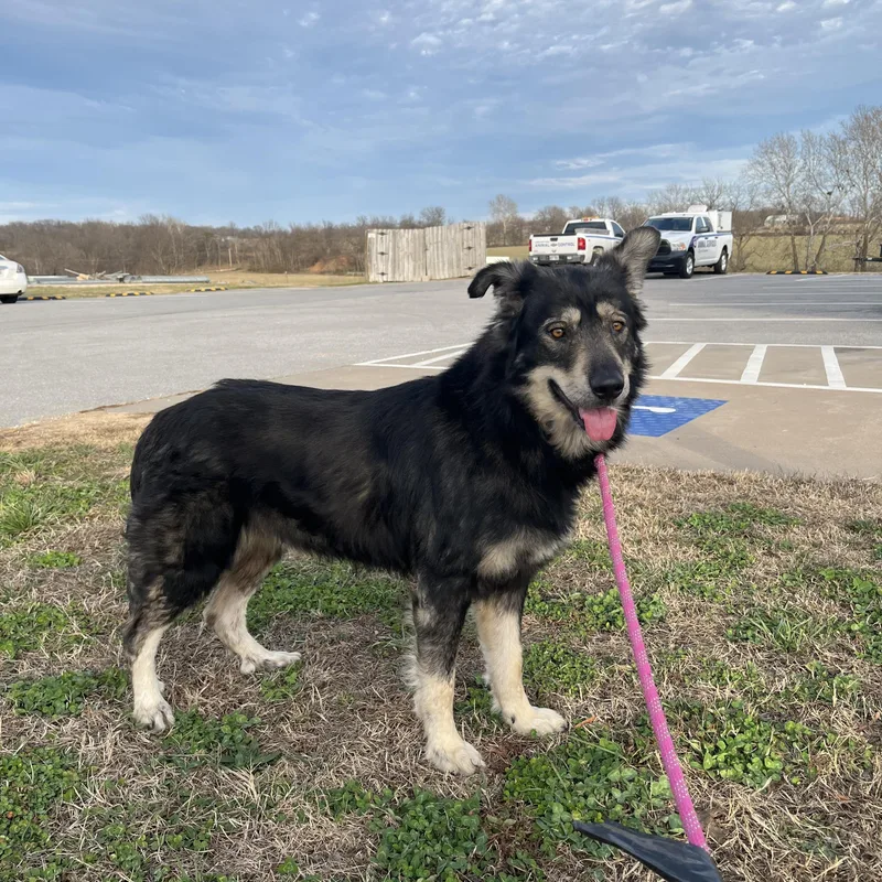 An adult large-sized male Husky dog named Monsieur Balto for adoption in Centerton, AR