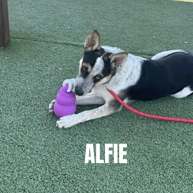 Alfie thumbnail 6