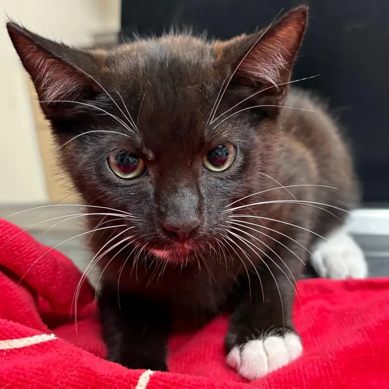 A baby small-sized male Black Domestic Short Hair cat named Lord Farquaad for adoption in Lakeland, FL