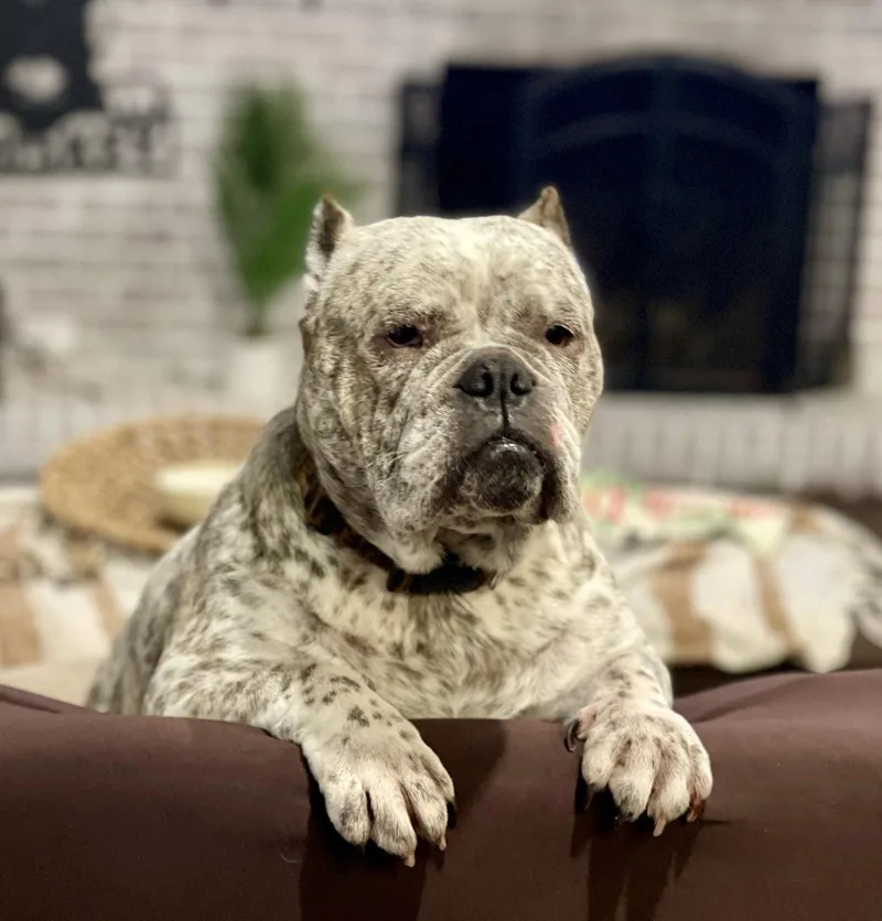 An adult large-sized female English Bulldog dog named Fendi for adoption in Ocean View, DE