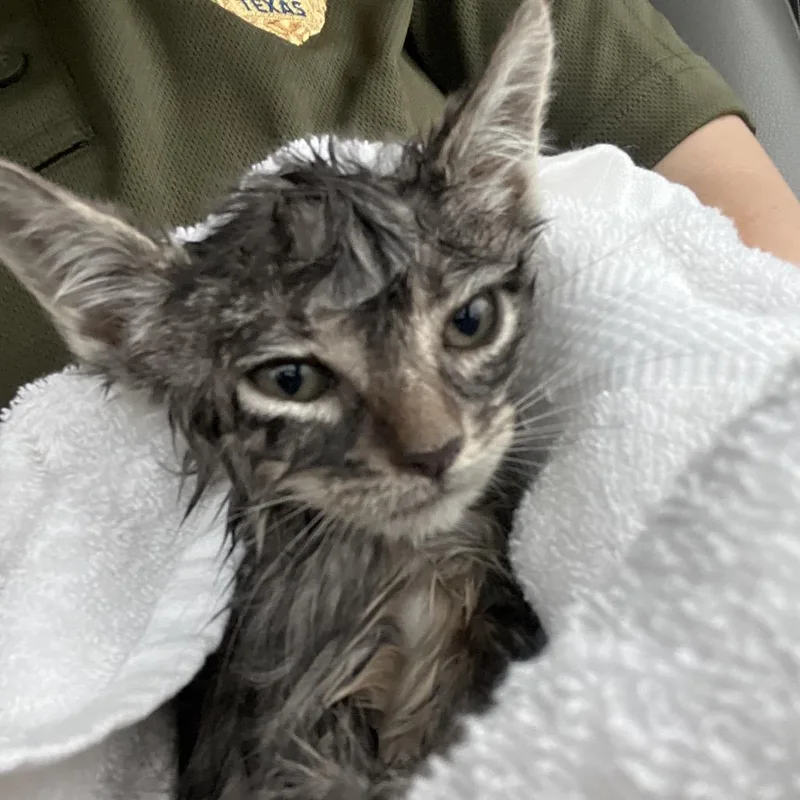 A baby small-sized female Gray / Blue / Silver Domestic Short Hair cat named Rainey for adoption in Lake Jackson, TX