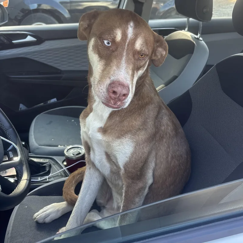 An adult medium-sized female Brown / Chocolate Husky dog named Cinnamon for adoption in Columbia, SC