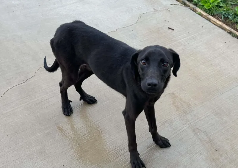 A young small-sized male Black Labrador Retriever dog named Cash for adoption in Rogersville, TN