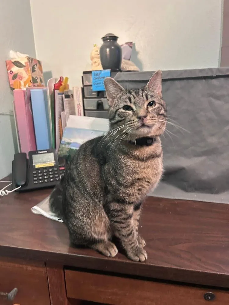A young medium-sized male Brown / Chocolate Domestic Short Hair cat named Fernando for adoption in New Cumberland, WV