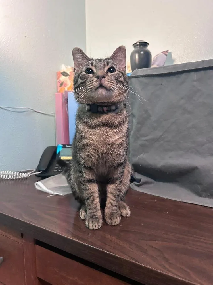 Fernando thumbnail 2