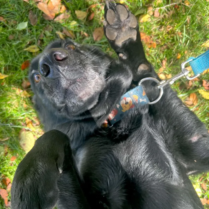 A young medium-sized male Black Labrador Retriever dog named Stormy for adoption in Williston, VT