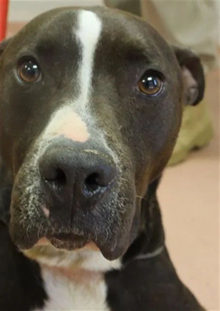 An adult large-sized male Mixed Breed dog named Dorkle for adoption in Columbia, SC