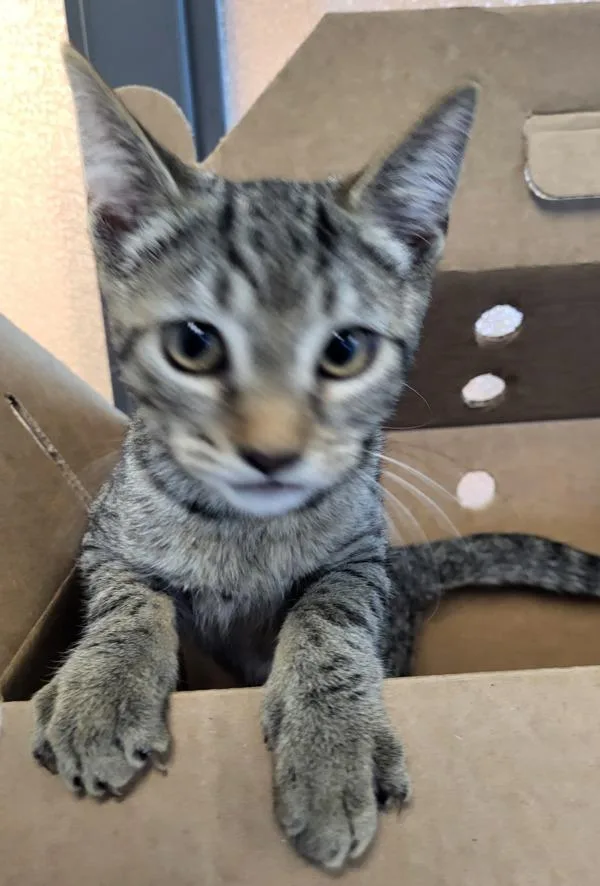 A baby small-sized female Domestic Short Hair cat named Nf for adoption in Lawrenceville, GA